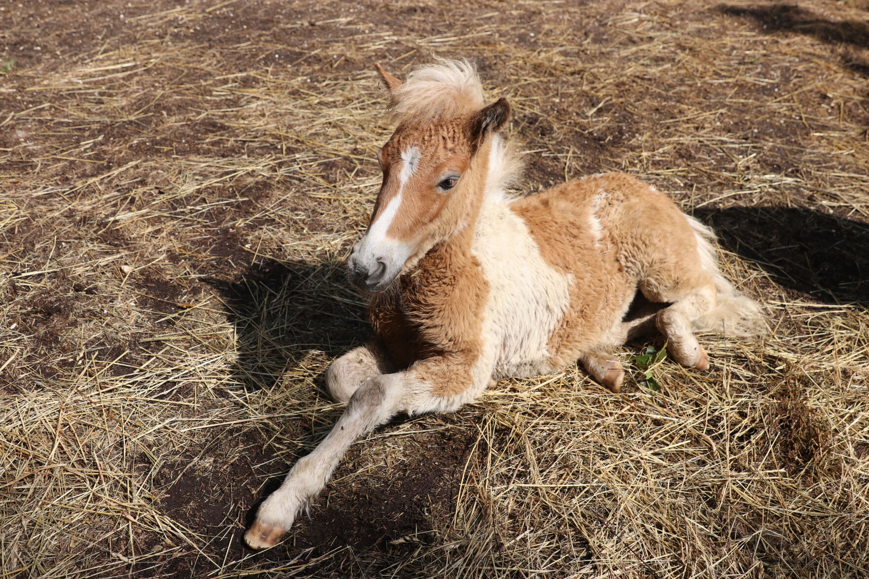 071921-pac-nws-horses